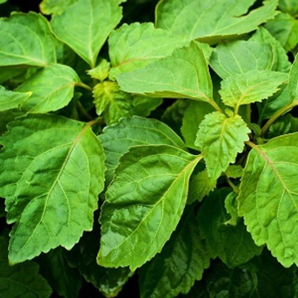 Pogostemon Patchouli