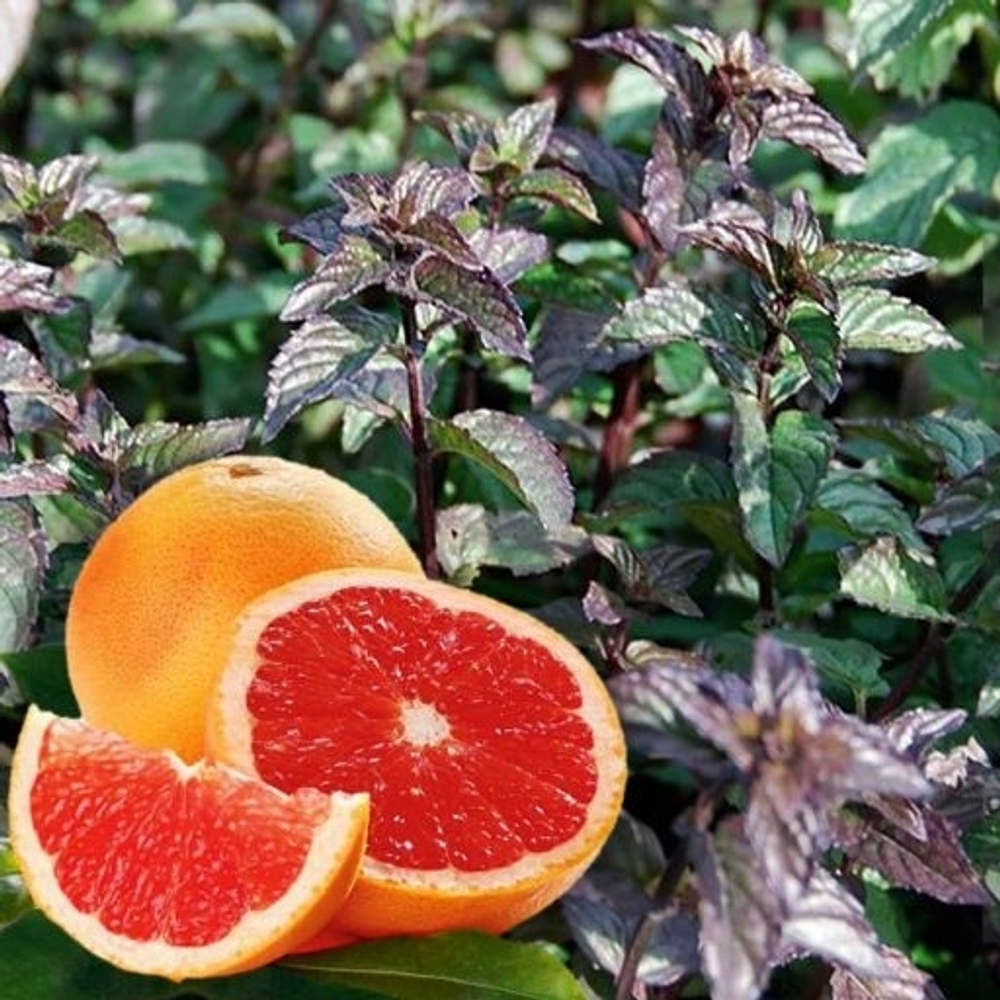 Мята Красный грейпфрут