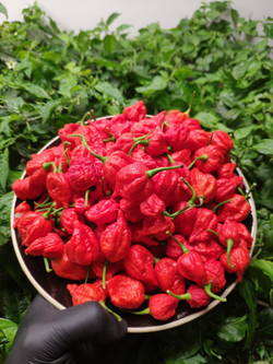 Каролина Рипер (Carolina Reaper) в ассортименте