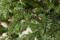 Ель Нормандия 120см темно-темно зеленая Triumph Tree