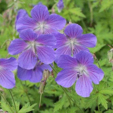 Герань гибридная "Johnsons Blue". Geranium hybridum "Johnsons Blue".