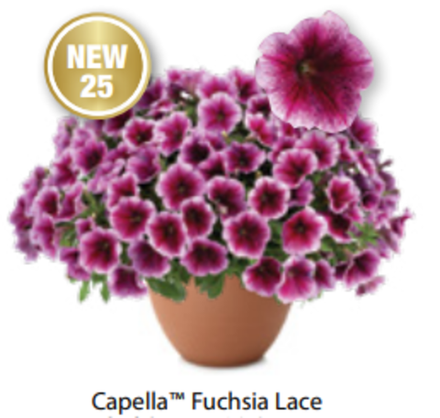 ЕВРО Петуния Capella Fuchsia Lace ОКС укорененные черенки В наличии