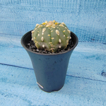 Astrophytum Asterias (Астрофитум)