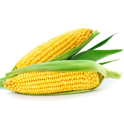 Мирза F1 семена кукурузы (May Seed / Мэй Сид)