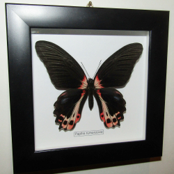 Бабочка Historis odius в рамке