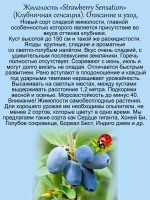 Жимолость Клубничная сенсация Стробери Сенсейшен