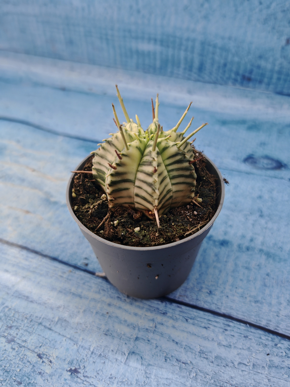 Euphorbia meloformis f. Variegated (Эуфорбия вариегатная)