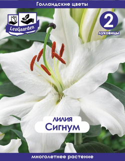 Лилия Луковица, Сигнум 2 шт