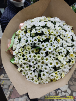 Ромашковое поле