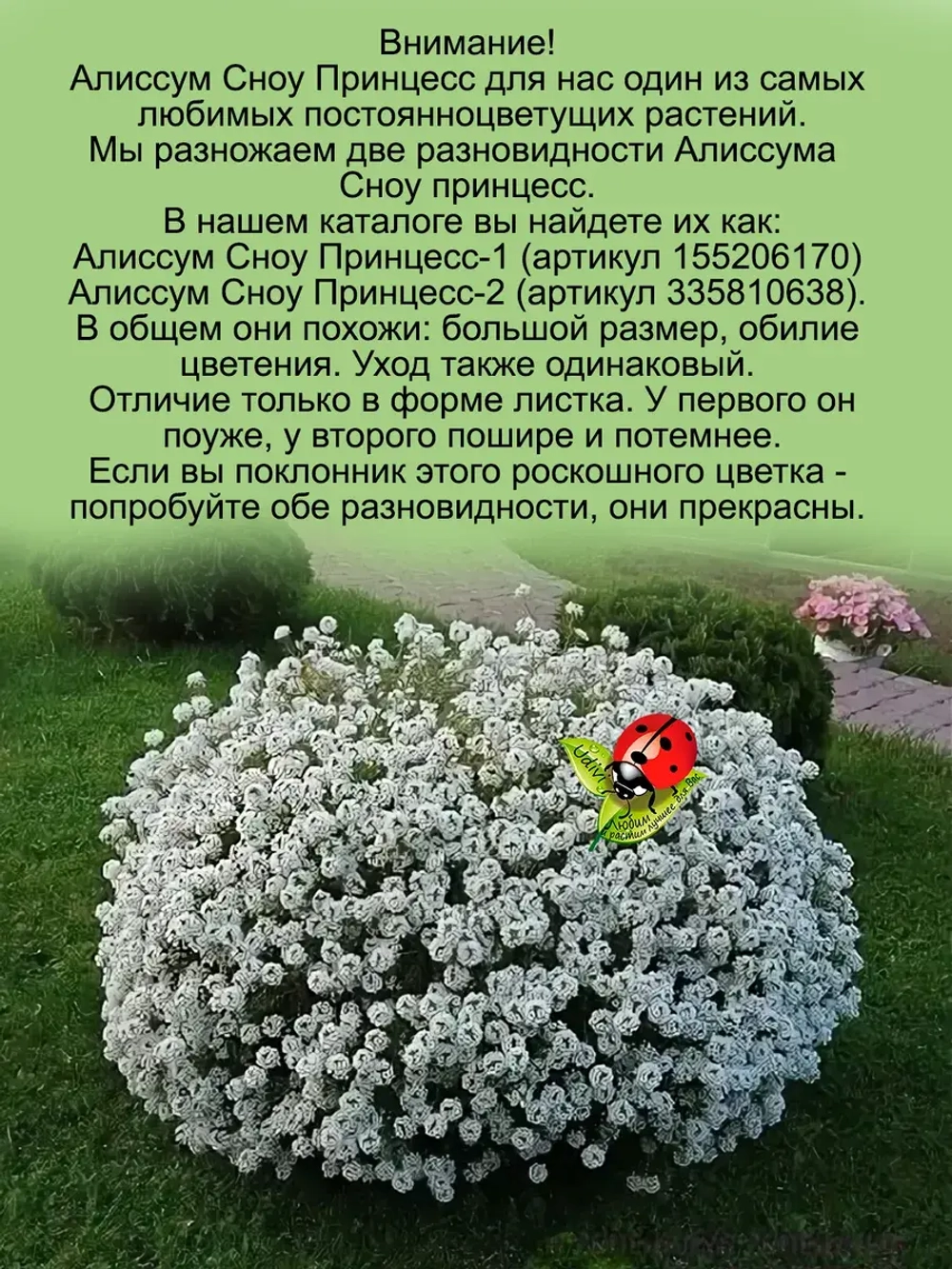 Алиссум Сноу Принцесс 2 вегетативный