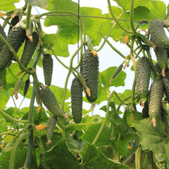 Тайгер F1 семена огурца (Takii / Таки)