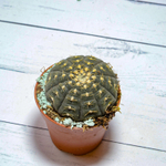 Gymnocalycium Ragonesii (Гимнокалициум)