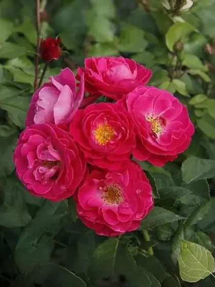 Роза флорибунда Бордюр Мажента