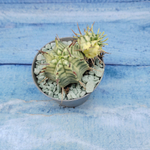 Euphorbia meloformis f. Variegated (Эуфорбия вариегатная)