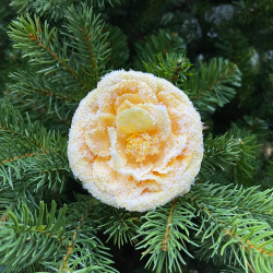 Набор цветов 6шт 8см House of Seasons Роза заснеженная на клипсе персиковая