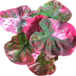 Каладиум ROSE