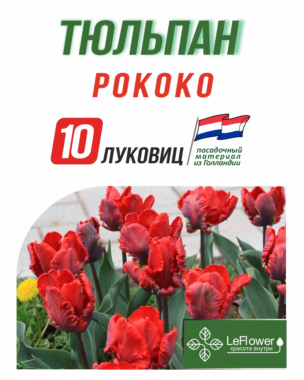 Тюльпан Луковица, Рококо, 10шт