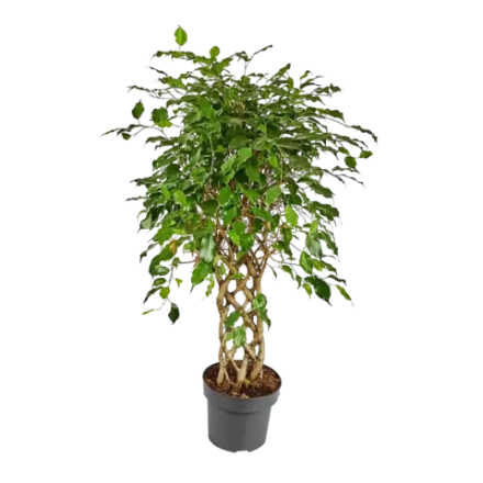 Фикус Амстел Кинг Решетка