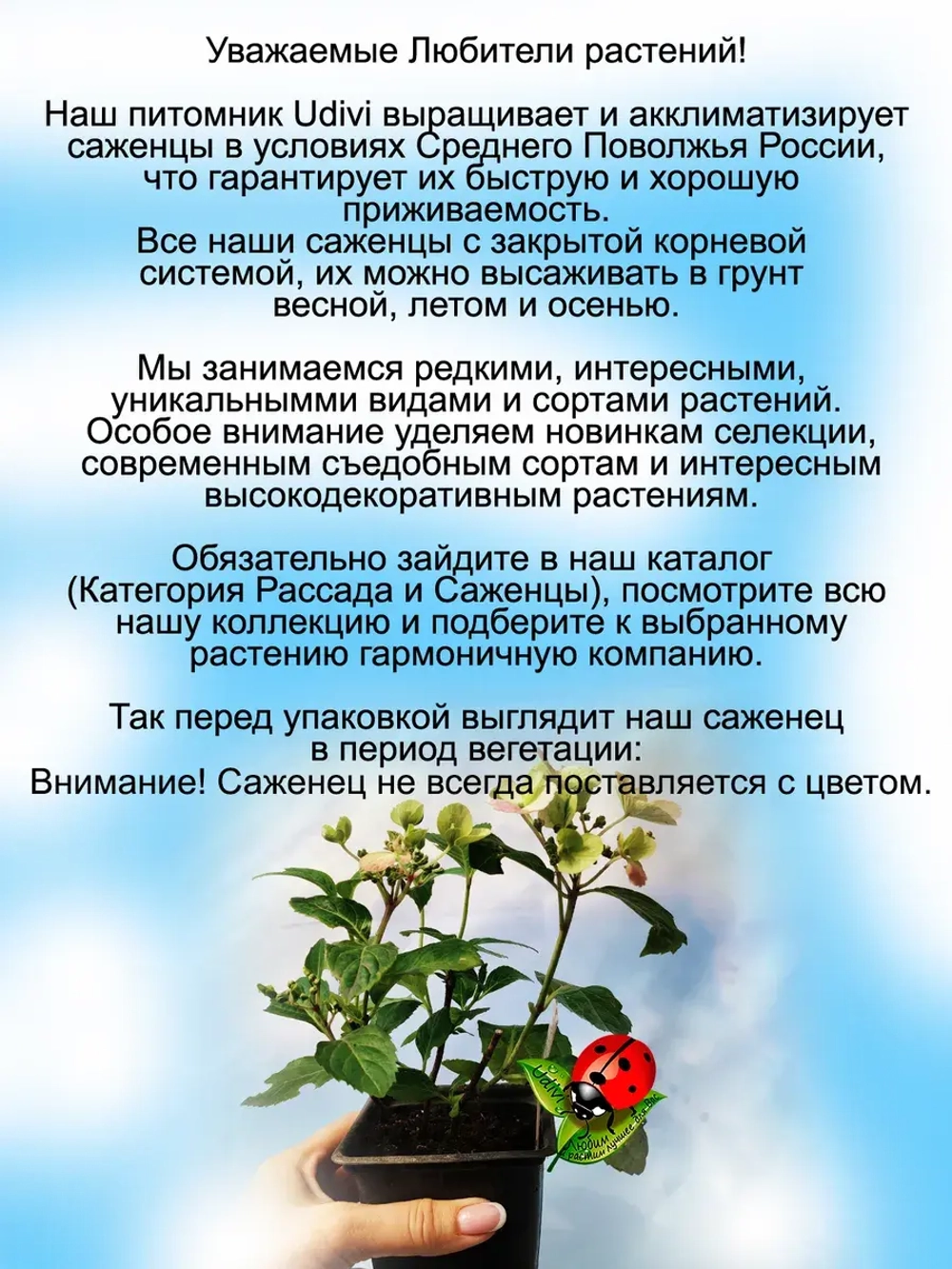 Гортензия ампельная Френч Болеро Блу