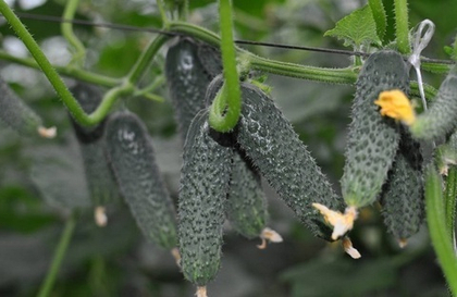 Огурец Сарацин 10шт. (чп)