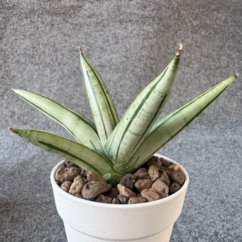 Сансевиерия WHITE MAN