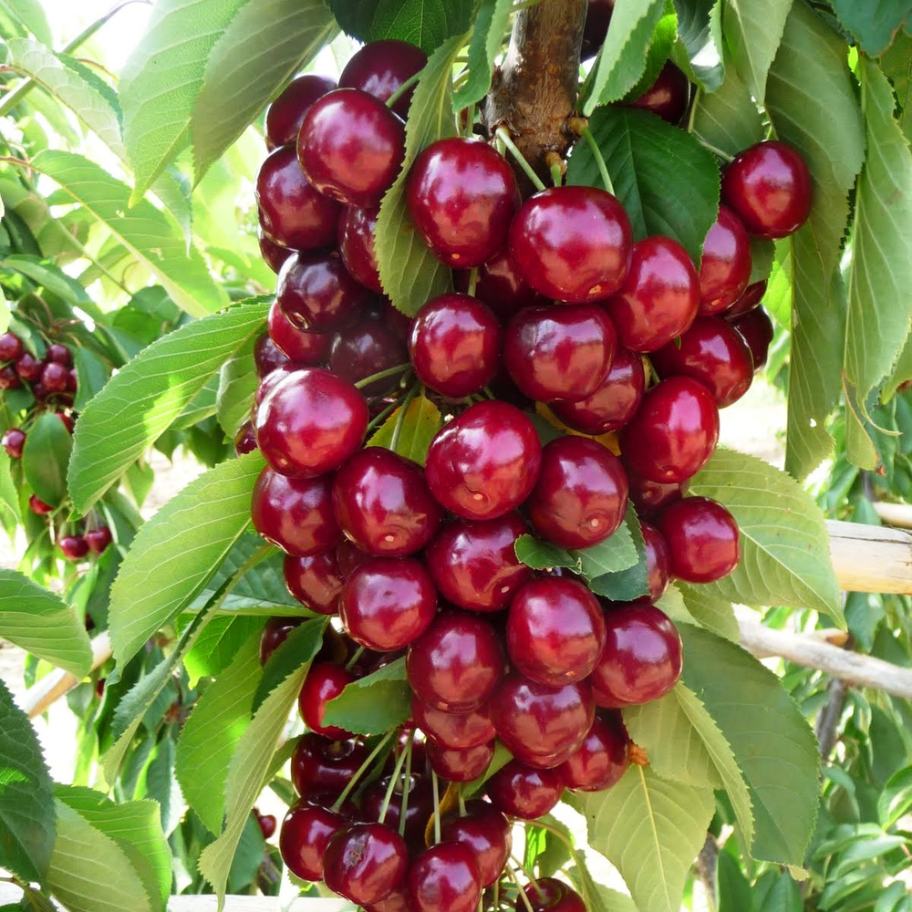 Вишня колоновидная Восторг