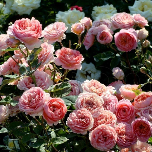 Роза Амандин Шанель Гийо С4 Закупка М16 июнь 2026