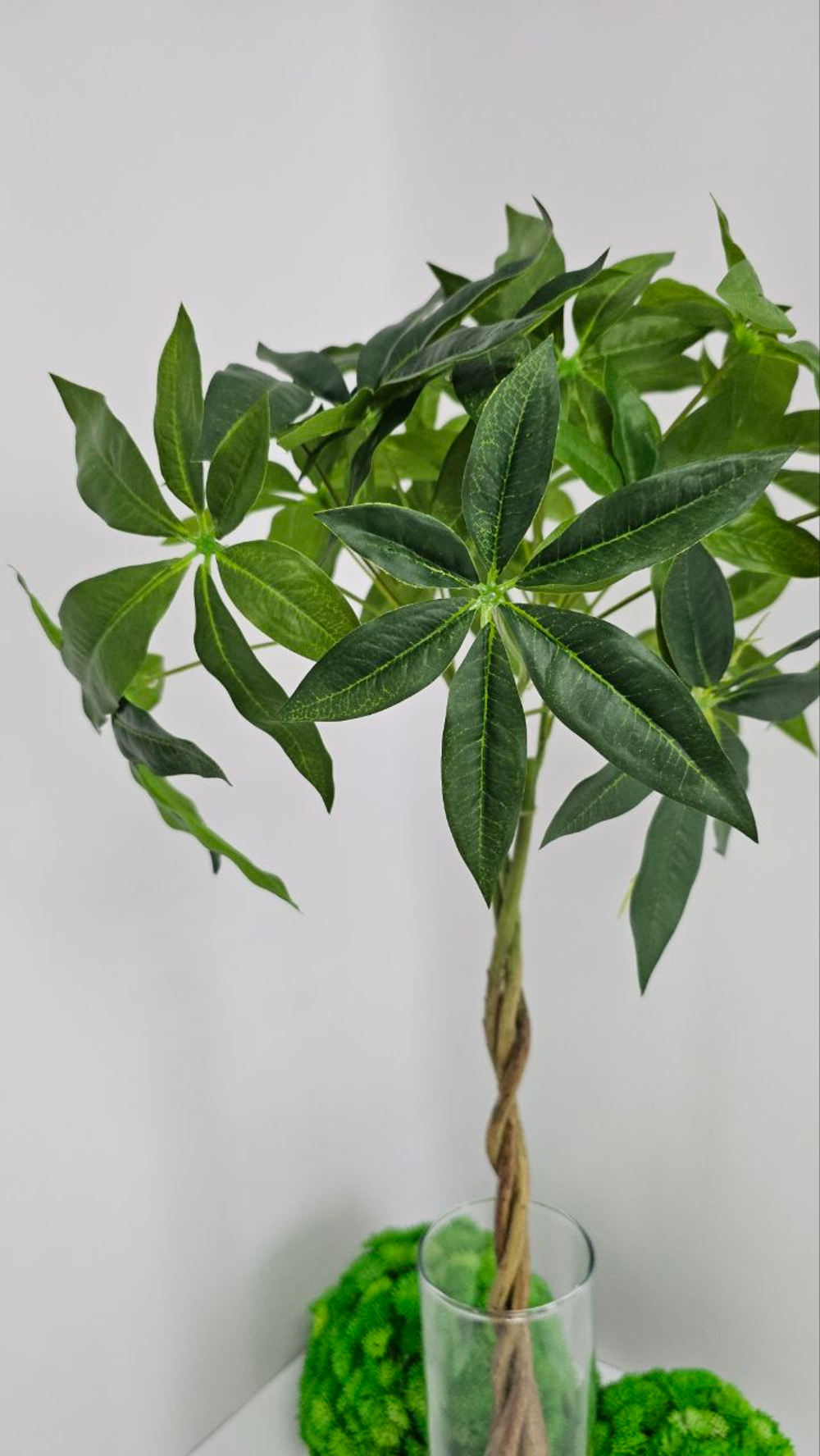 Пахира / Арт 3075