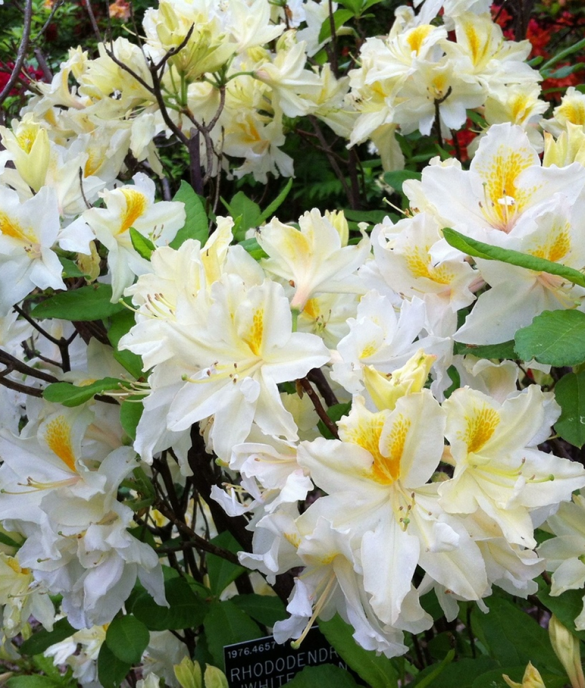 Азалия нэп-хилл Норзерн Хайлайтс Р9 50-60 см Закупка М63 апрель 2026