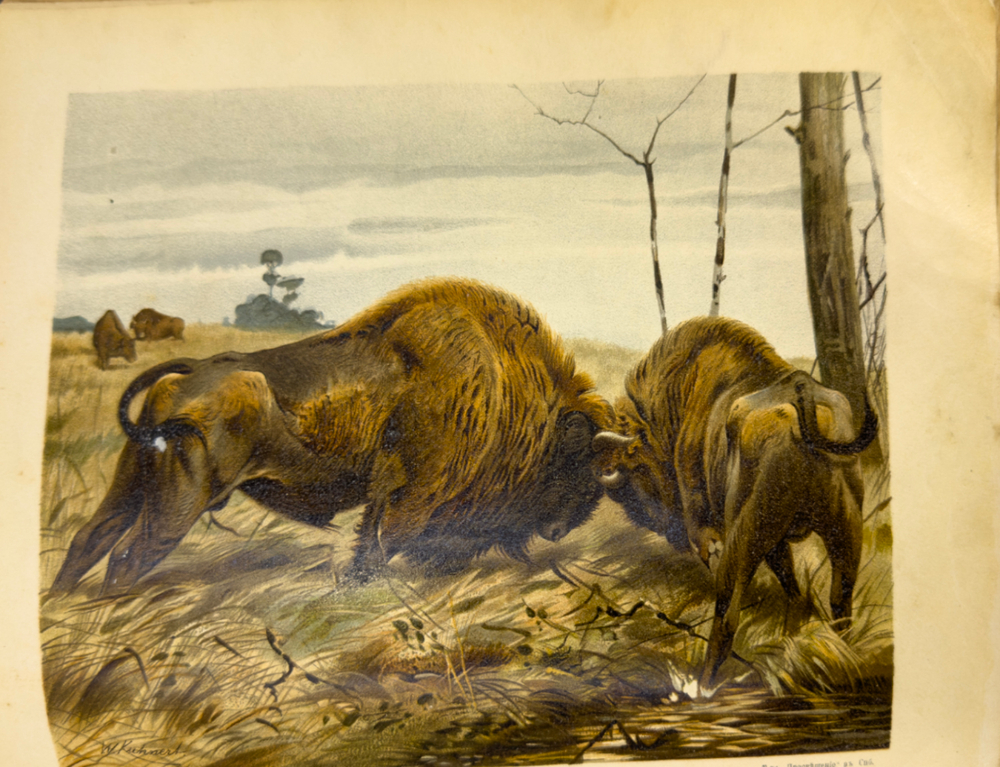 Брэм. Жизнь животных.1 том. Млекопитающие. СПб. Просвещение. 1909г.