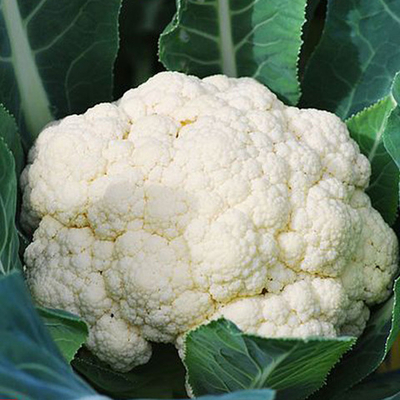 Уайтэксел F1 семена капусты цветной (Sakata / Саката)