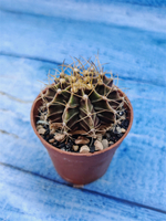 Gymnocalycium Friedrichii (Гимнокалициум)