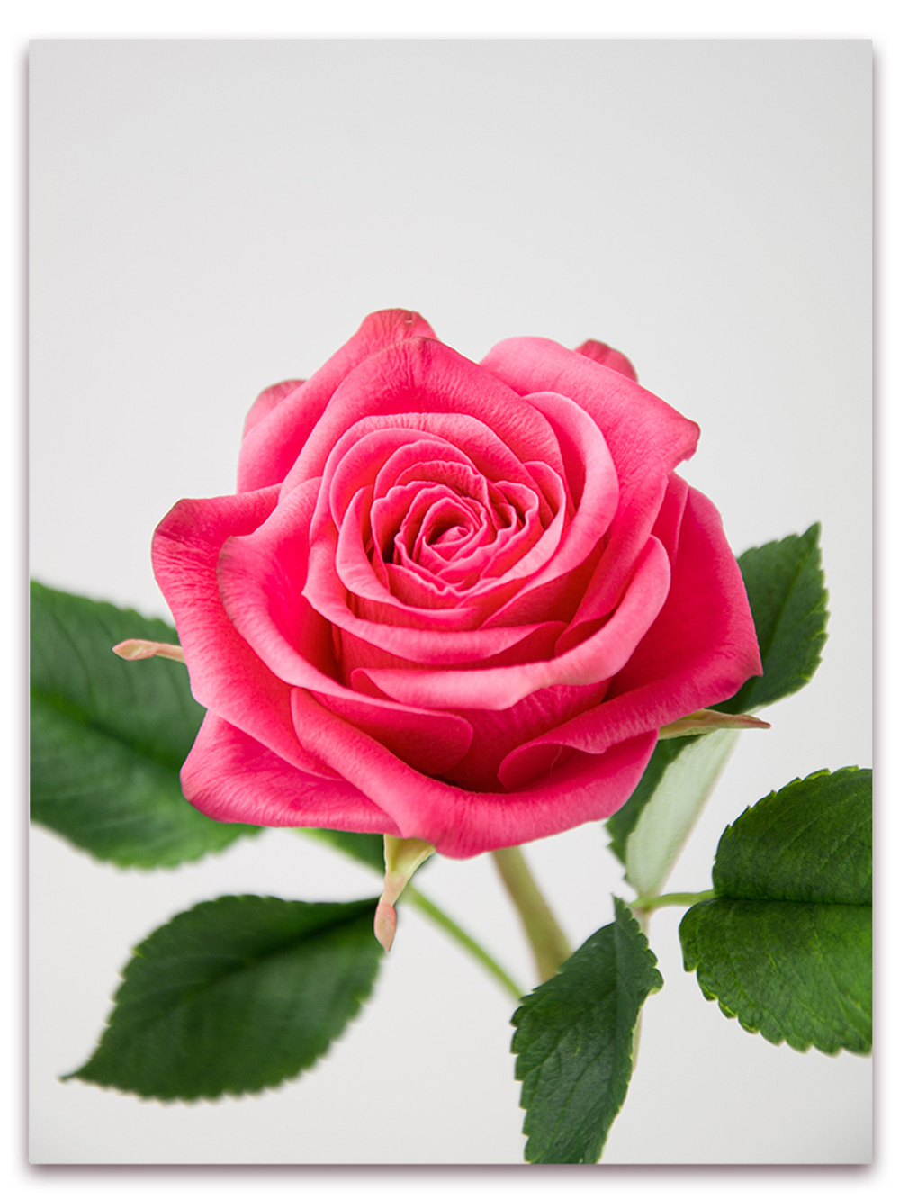 Лепесток розы универсальный. Для роз от маленького до среднего размера.