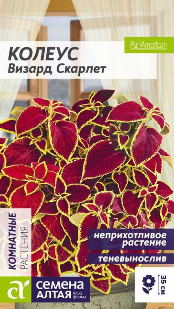 Колеус "G. Визард Скарлет" 5шт., Россия. Колеус "G. Визард Скарлет" 5шт., Россия.