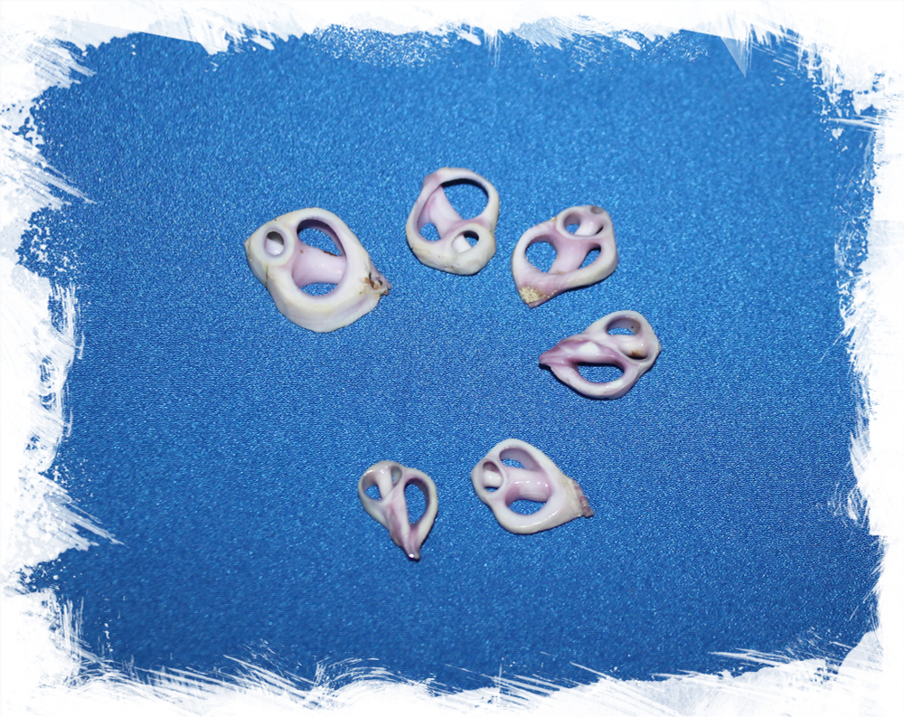 Морские ракушки с дырочками для украшений