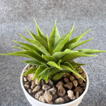 Сансевиерия SUNFLOWER