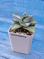 Agave Potatorum Variegata (Агава)