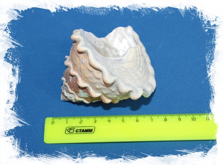 Литхопома ундоса, 6-8см, 1шт