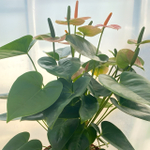 Антуриум Андре SPIRIT