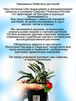 Лук горный спиральный многолетник