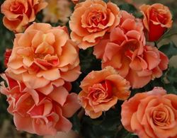 Энн Хендерсон (Ann Henderson)