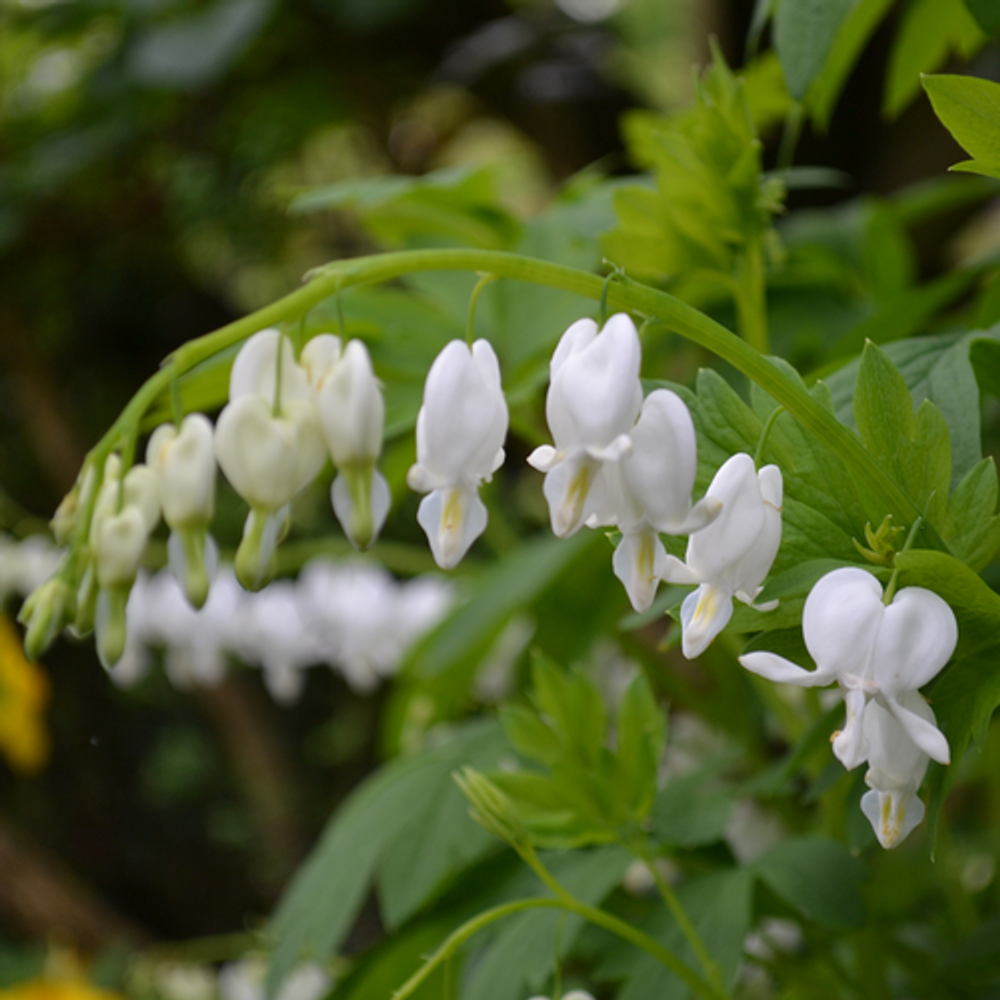 Дицентра великолепная &quot;Alba&quot;. Dicentra spectabilis &quot;Alba&quot;.