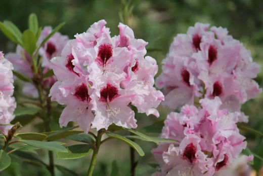 Рододендрон Королева Ядвига С3 наличие