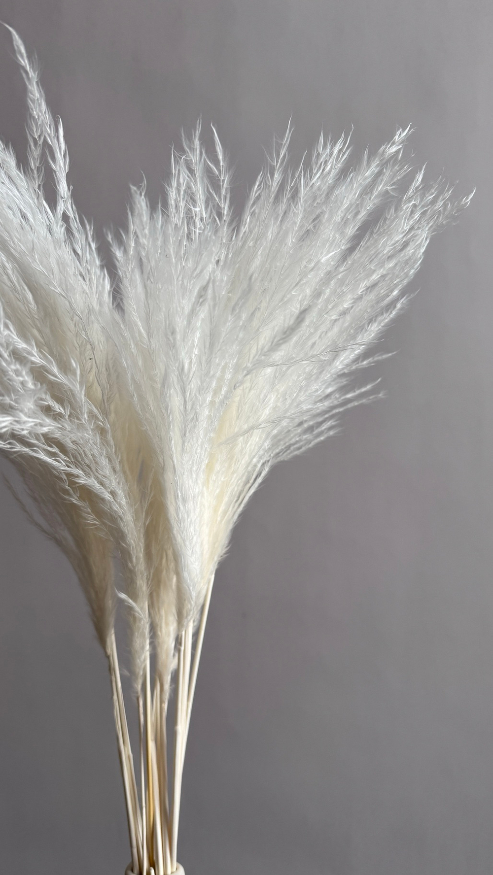 Мискантус белый