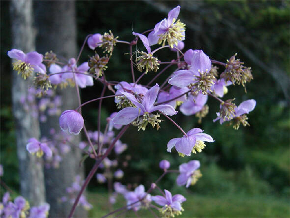Василистник рохенбрунский. Thalictrum rochebrunianum.
