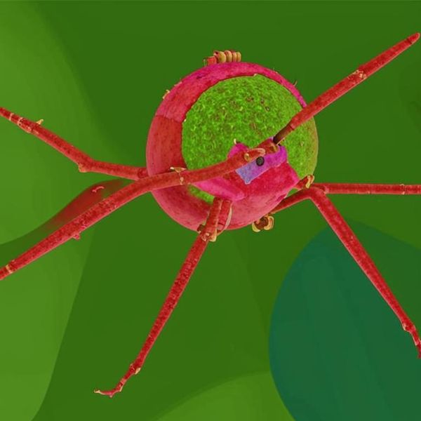 Анемия у животных