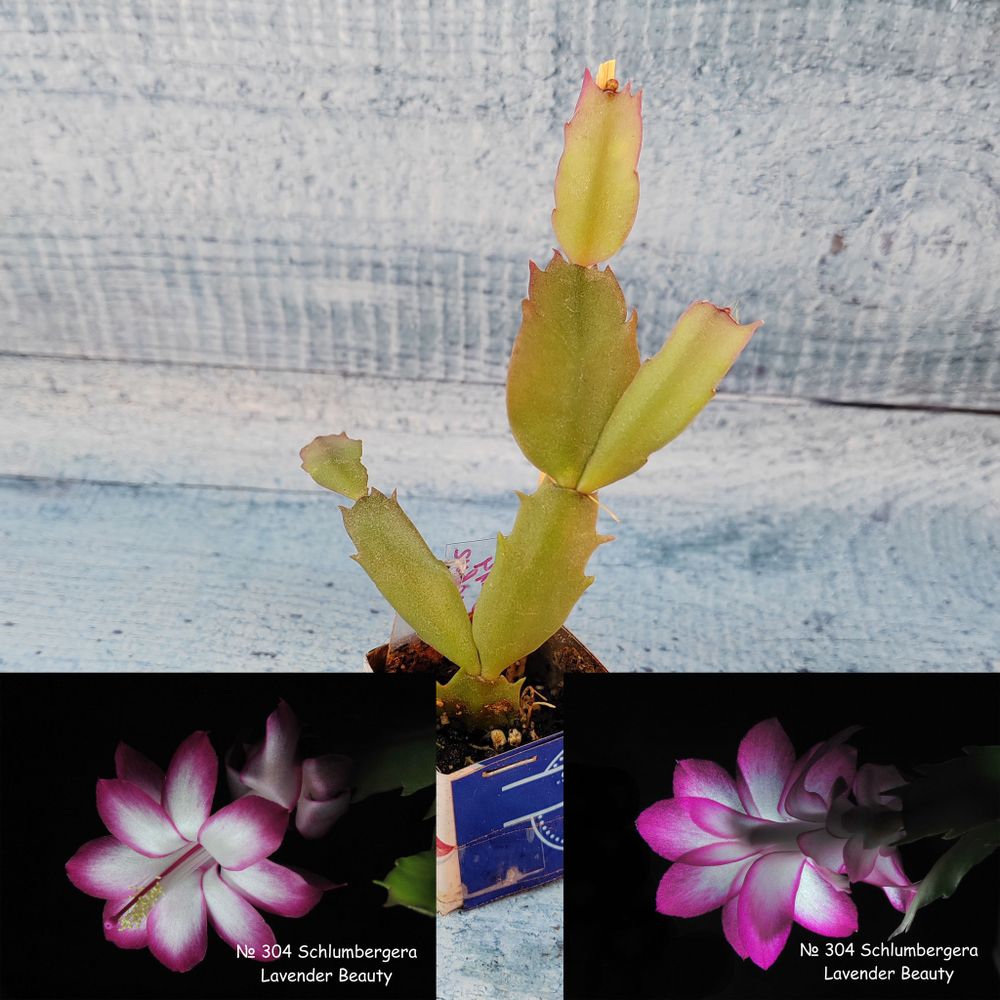 Schlumbergera Lavender Beauty (Декабрист)