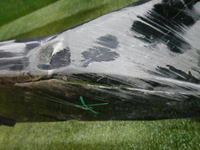 Бампер передний BMW 2er F44 (2019-н.в.) M-paket