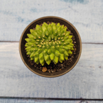 Gymnocalycium Spineless Crested form (Гимнокалициум Кристатный)