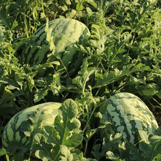 Арбуз Тамтам F1 1000 (семян)